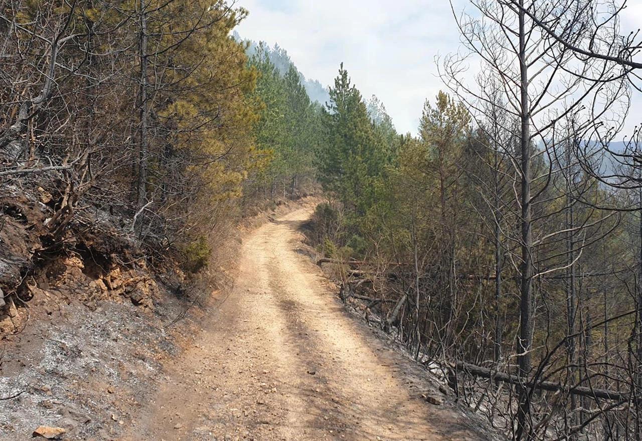 Opožareni dio šume koji je požar opustošio