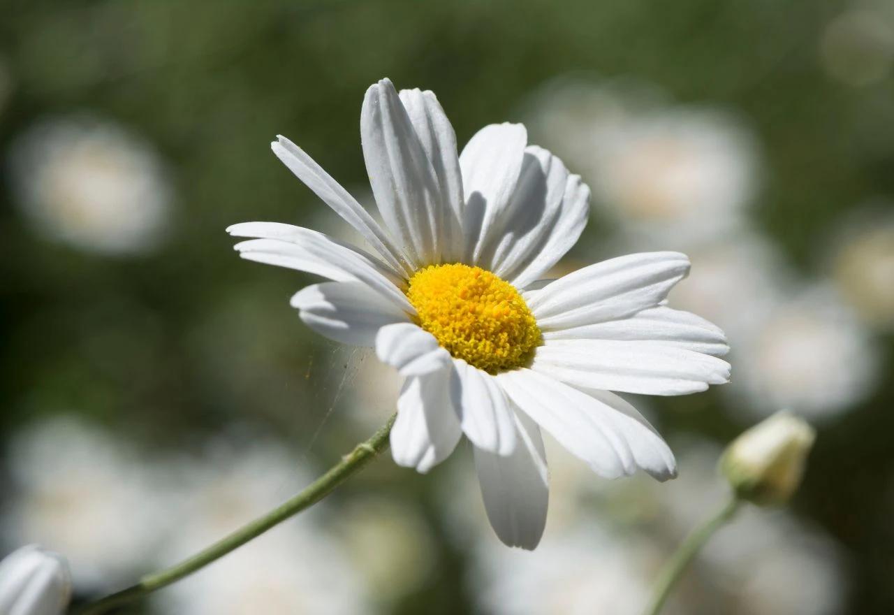 Biljka buhač (Tanacetum cinerariifolium)