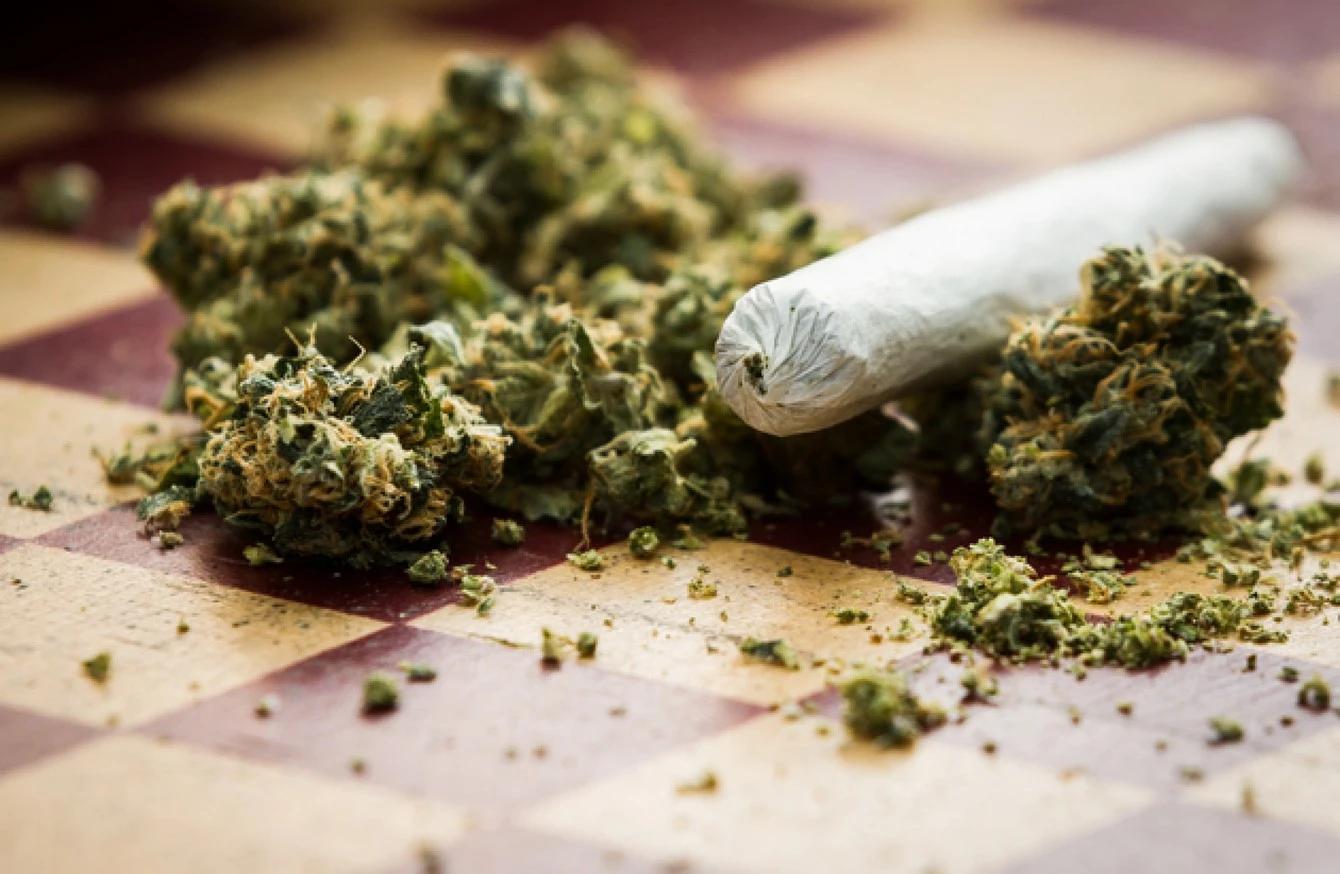 Marihuana halucinogena biljka vrste Cannabis sativa.