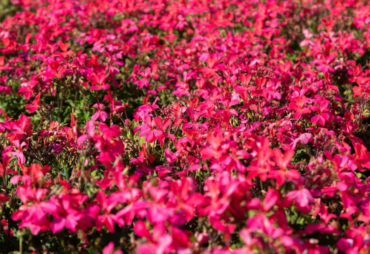 Gaura