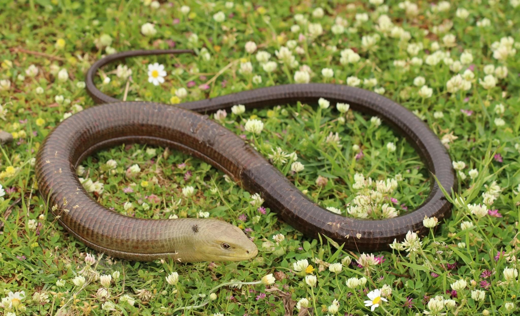 Blavor (Pseudopus apodus; sinonim Ophisaurus apodus) je krupni, zmijoliki gušter žućkasto-smeđe boje, naraste do 1 m