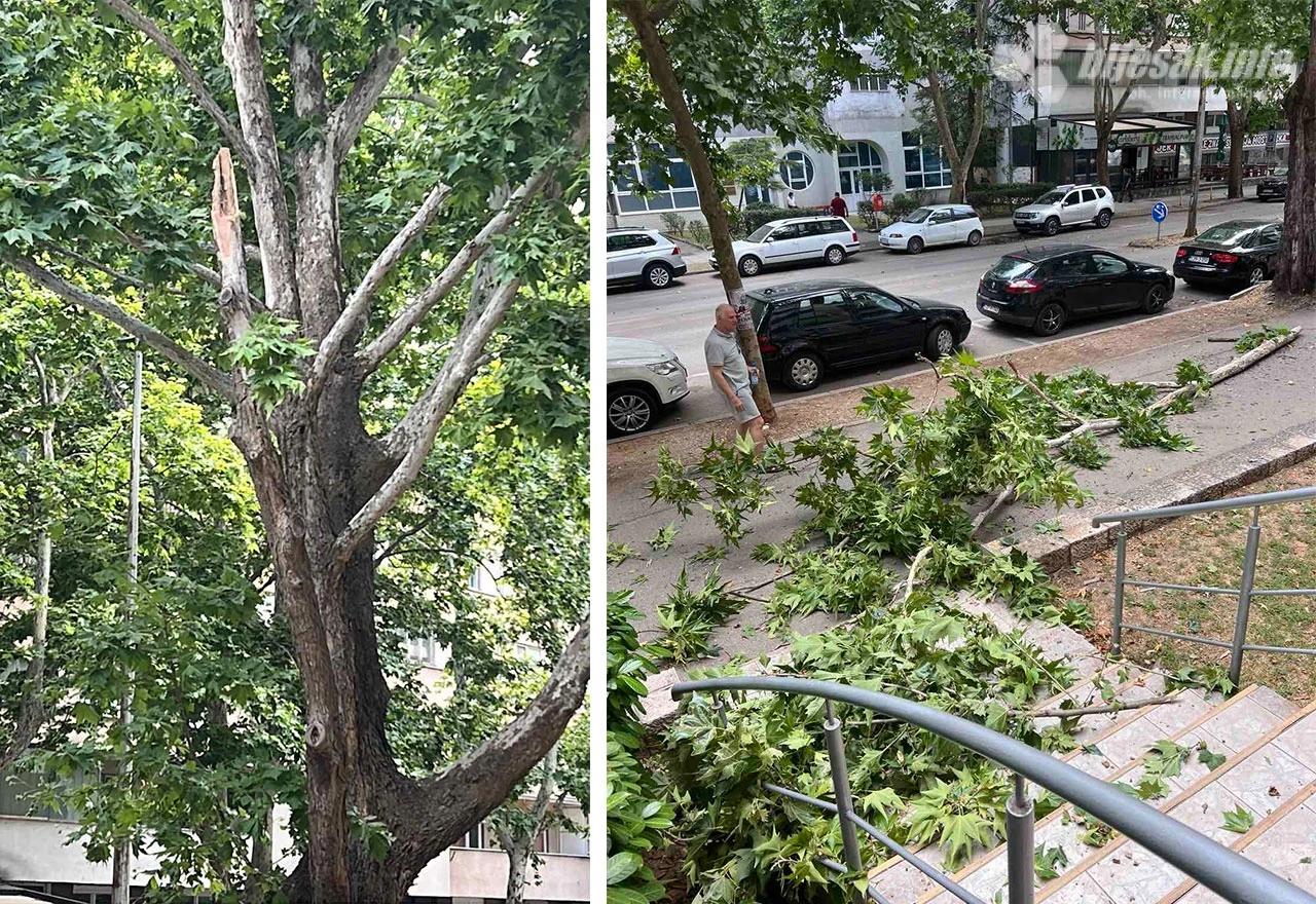 Palo stablo u Splitskoj ulici