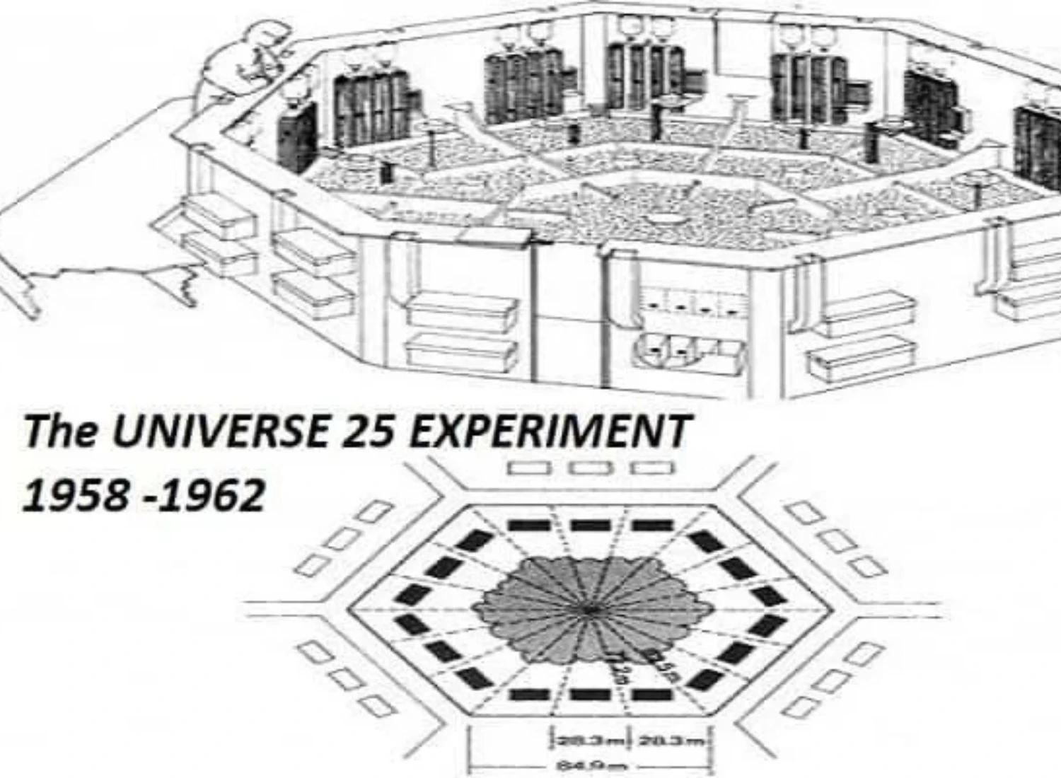 "Universe 25": Eksperiment koji nam pokazuje posljedice pretrpanih društava