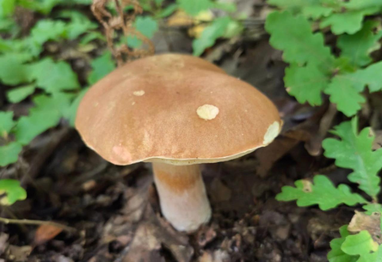 Gljivarska sezona u Jablanici