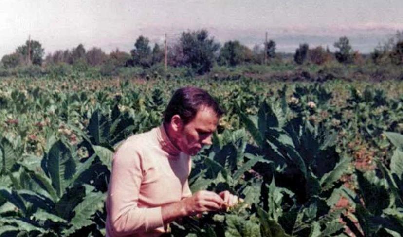 Križanje duhana