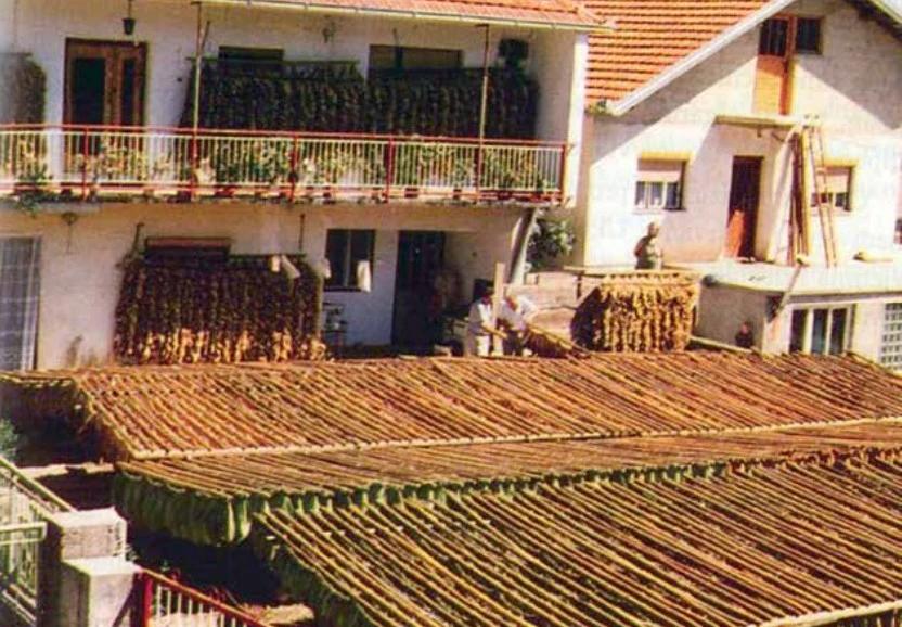 Sušenje duhana u Hercegovini