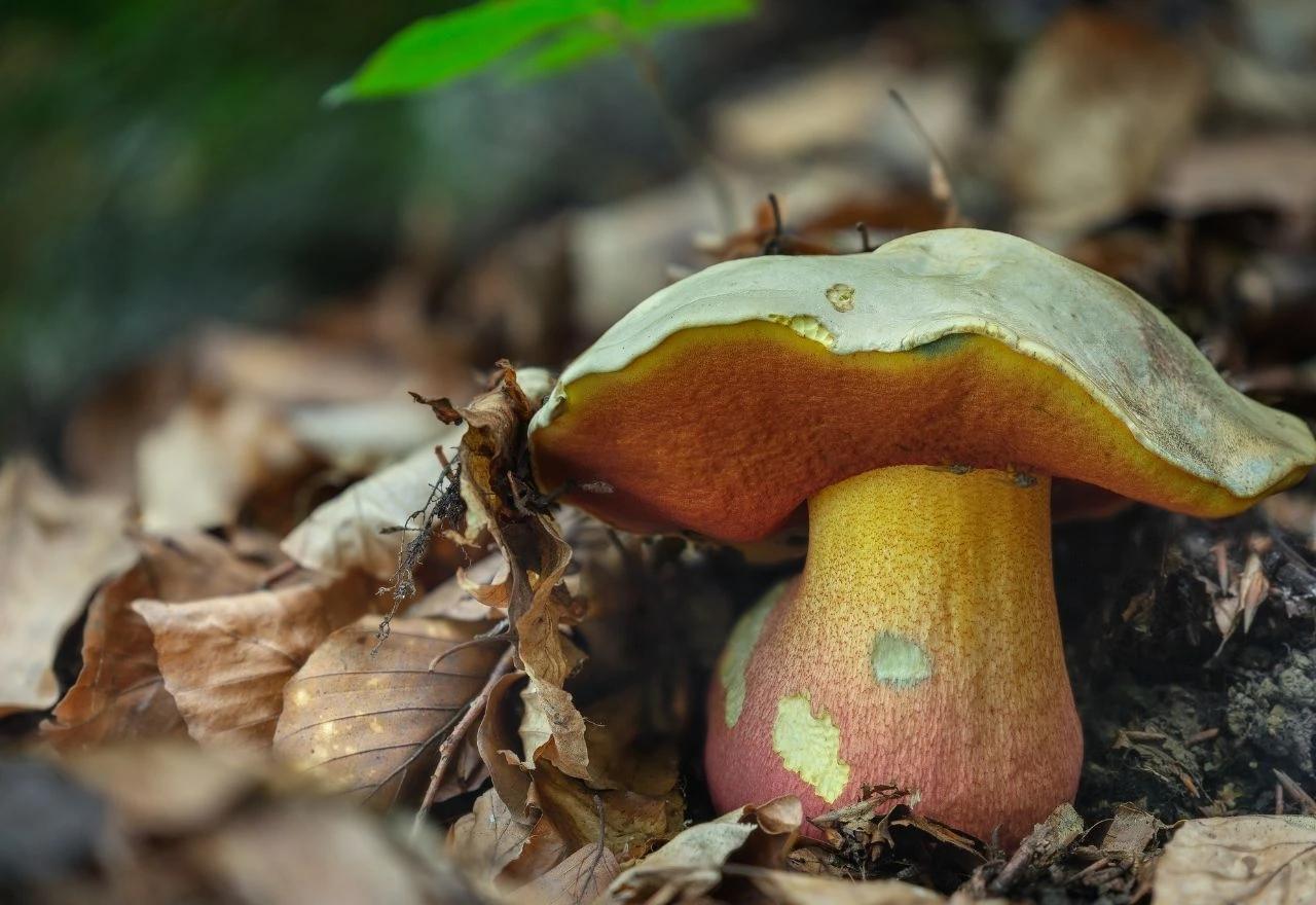 Boletus satanas - sotonin vrganj