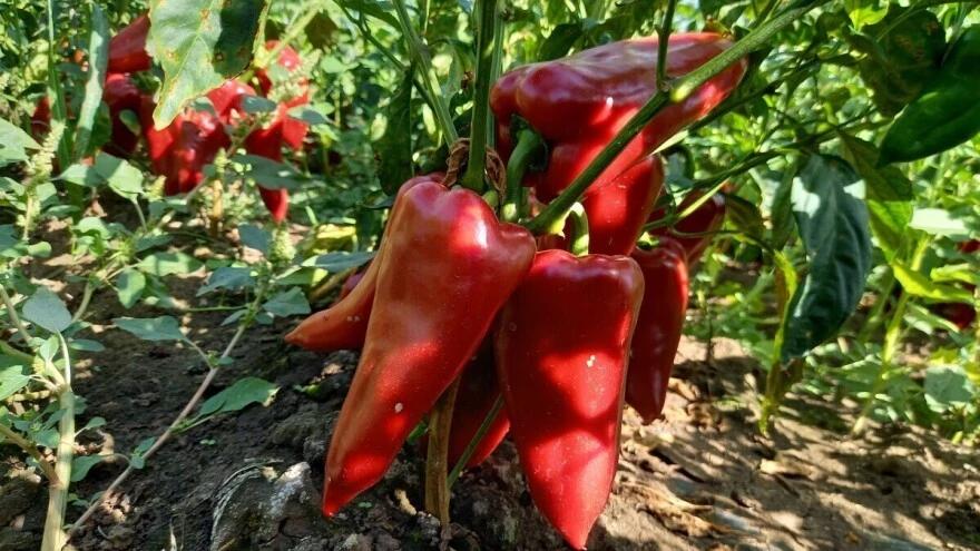Paprika roga