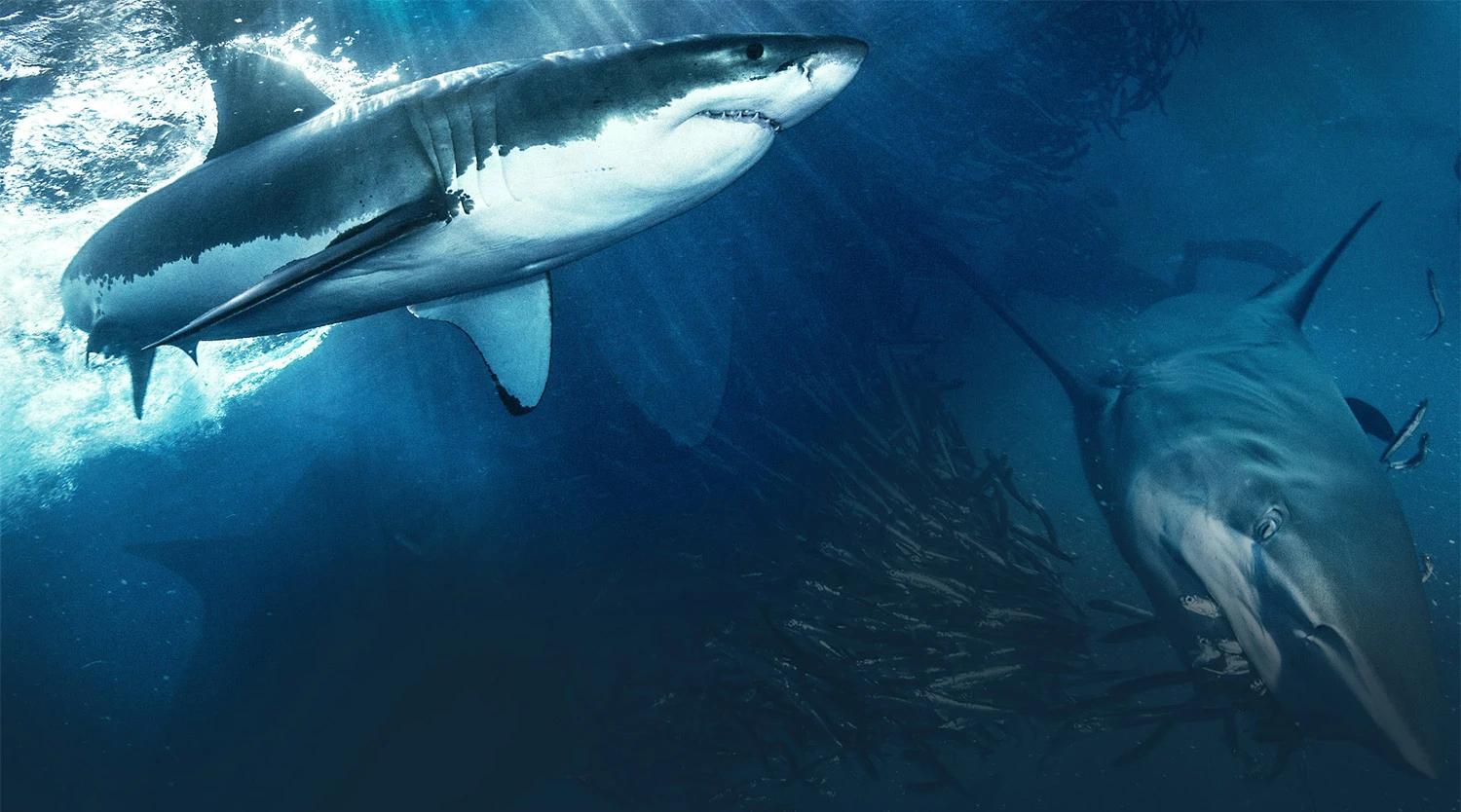 90% morskih pasa još uvijek nepoznato: Što skriva ocean?