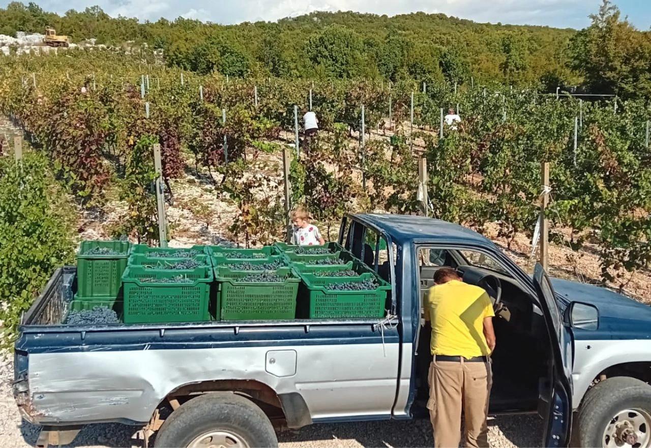 Radovi u vinogradu