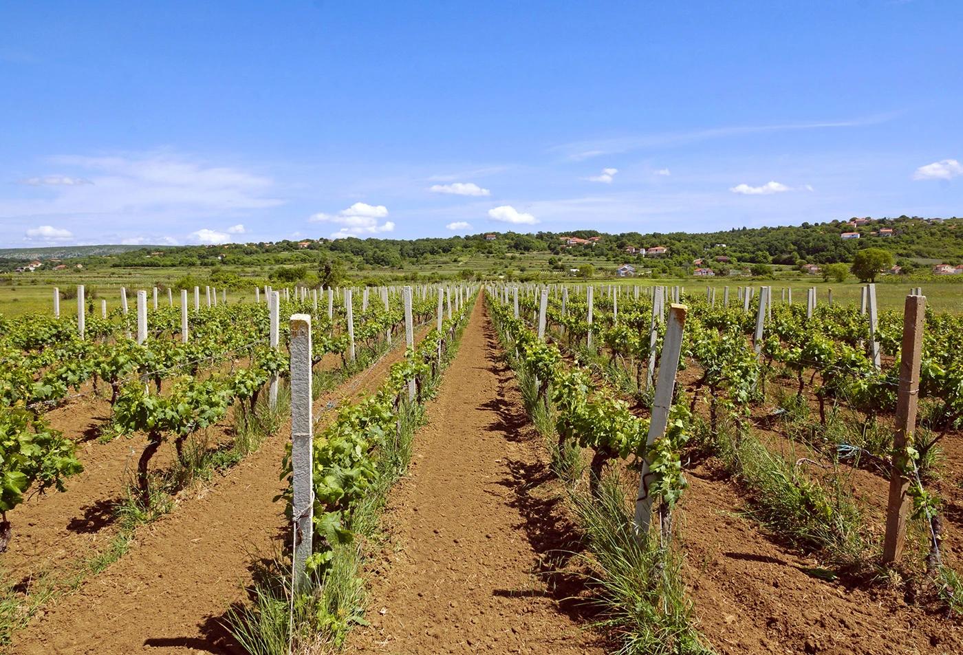 Vinogradi Podruma Tolj u Blatnici