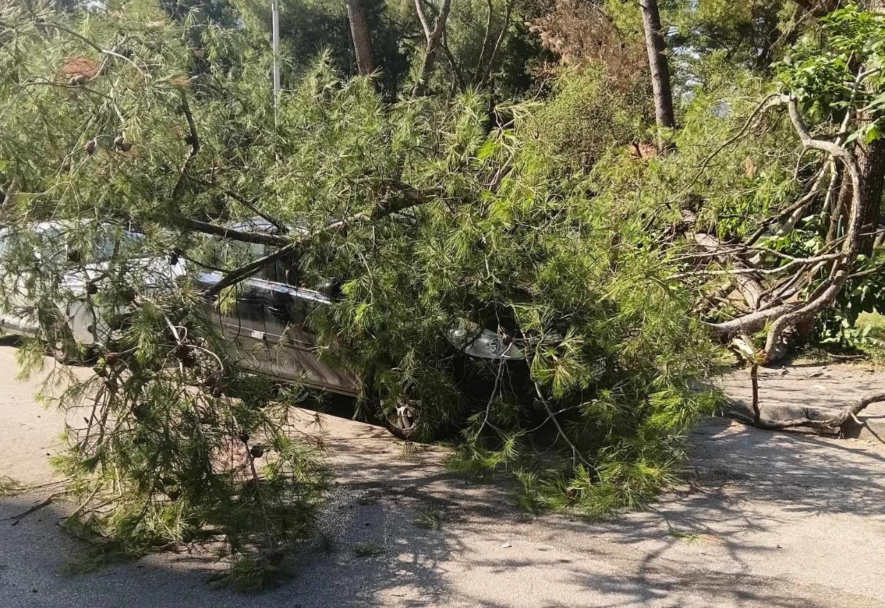 Stablo se srušilo na parkirani automobil