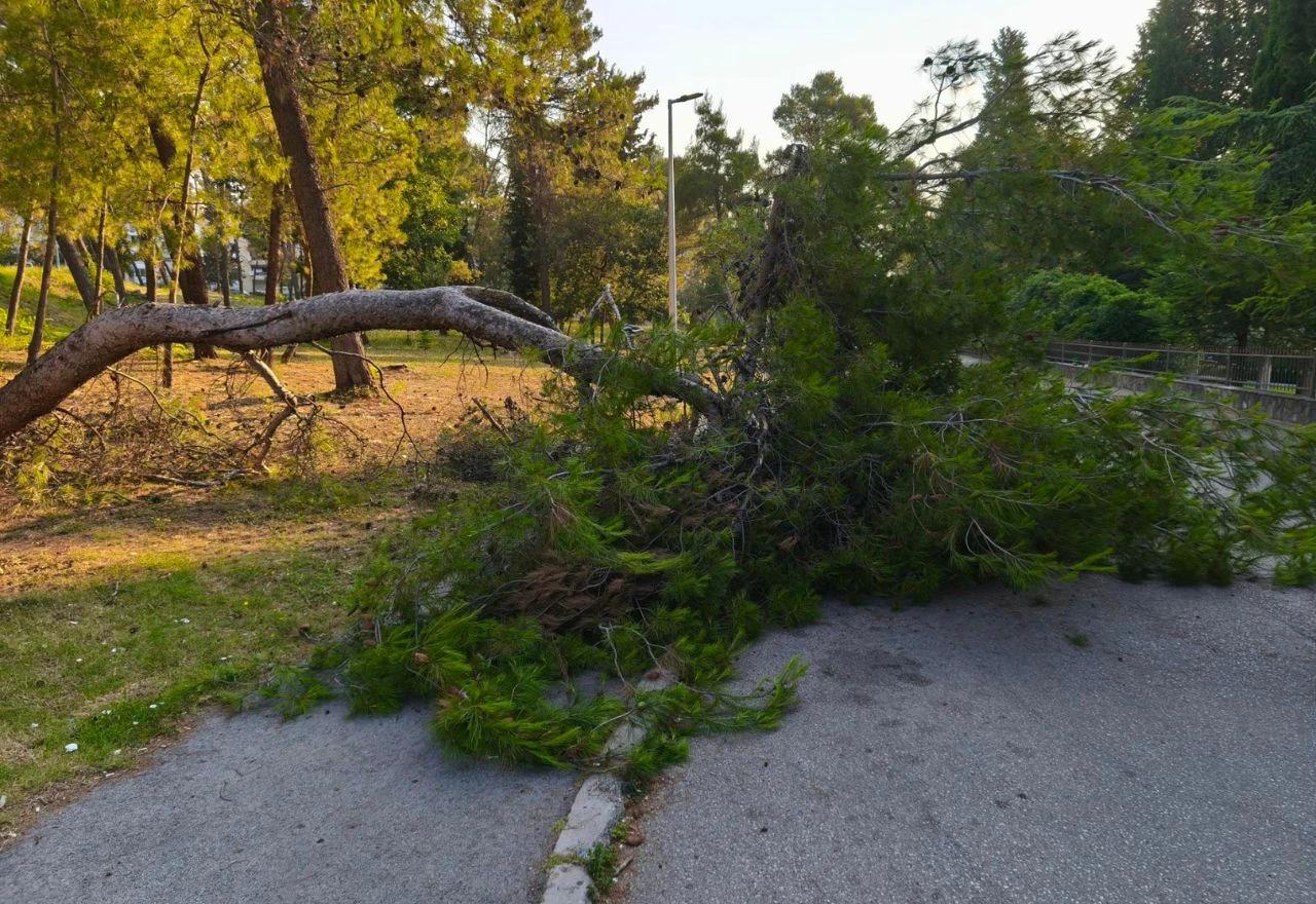 Srušilo se stablo na Bijelom Brijegu