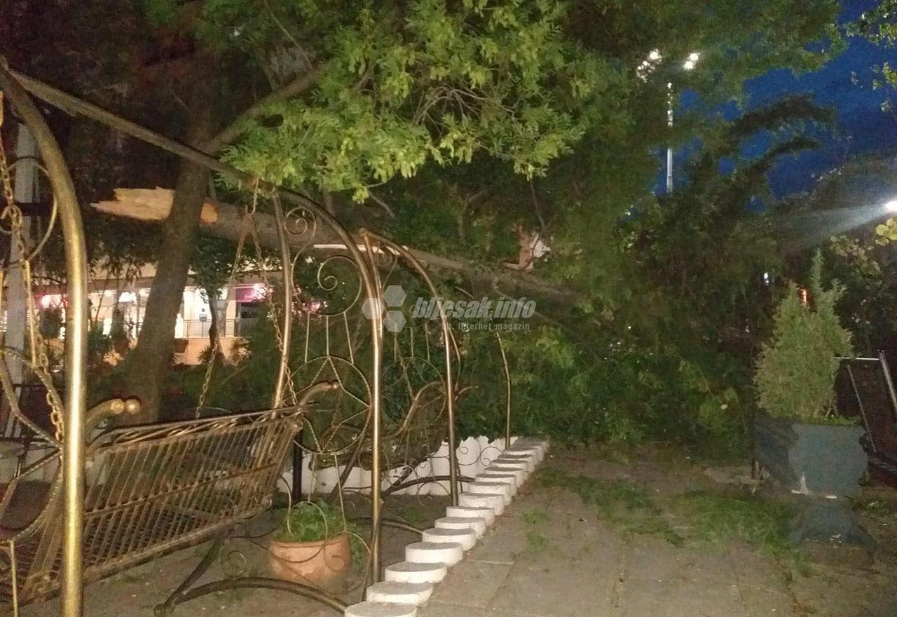 Centar 2 opet na meti mostarske bure: Pao bor na baštu ugostiteljskog objekta