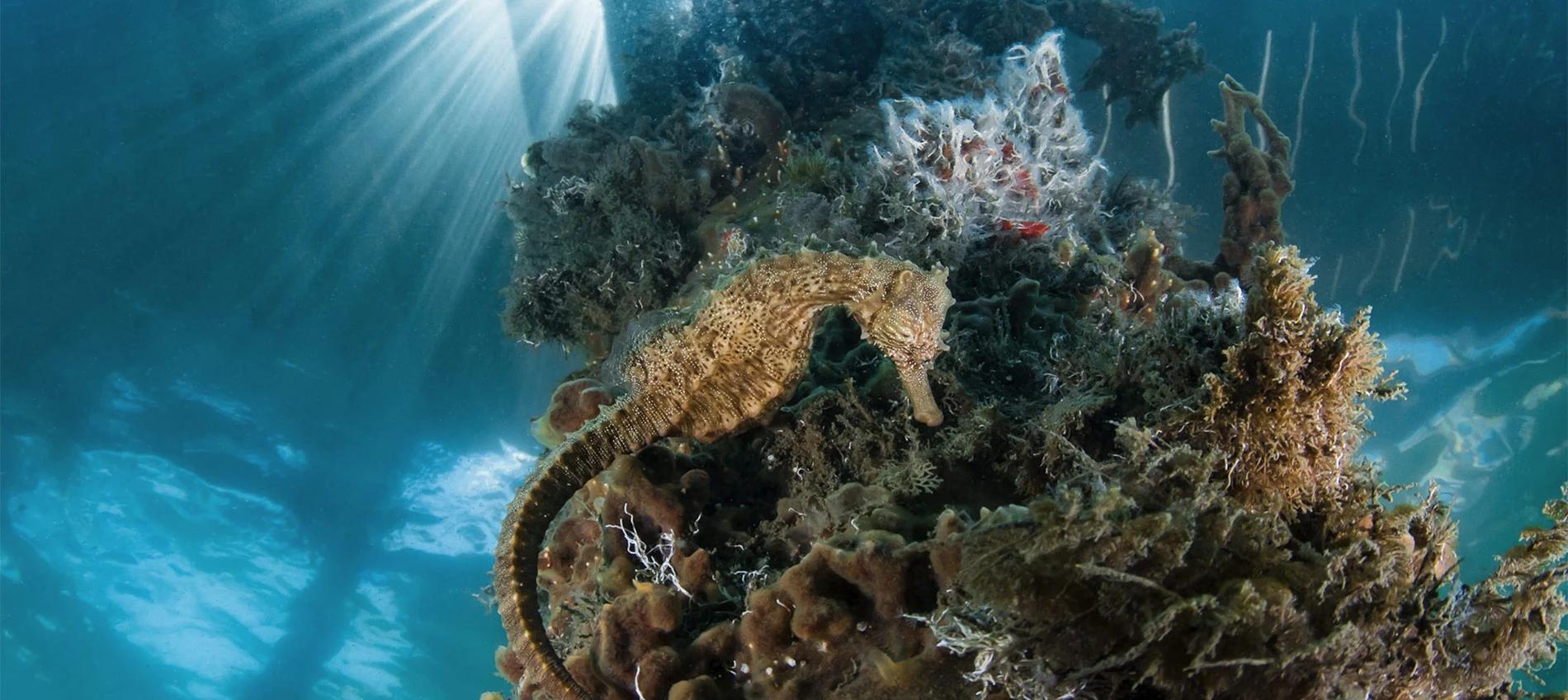 Ubrzano raste zakiseljavanje oceana