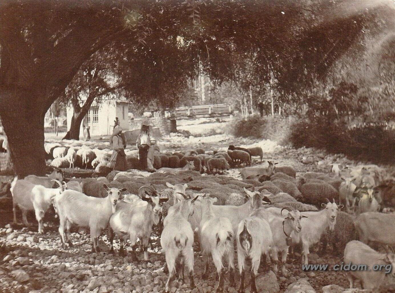 Stado ovaca i koza na izvoru Radobolje