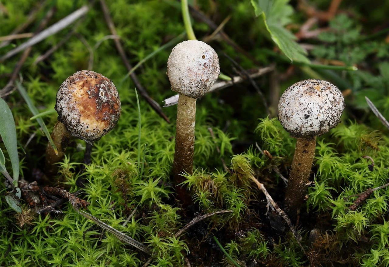 Tulostoma brumale